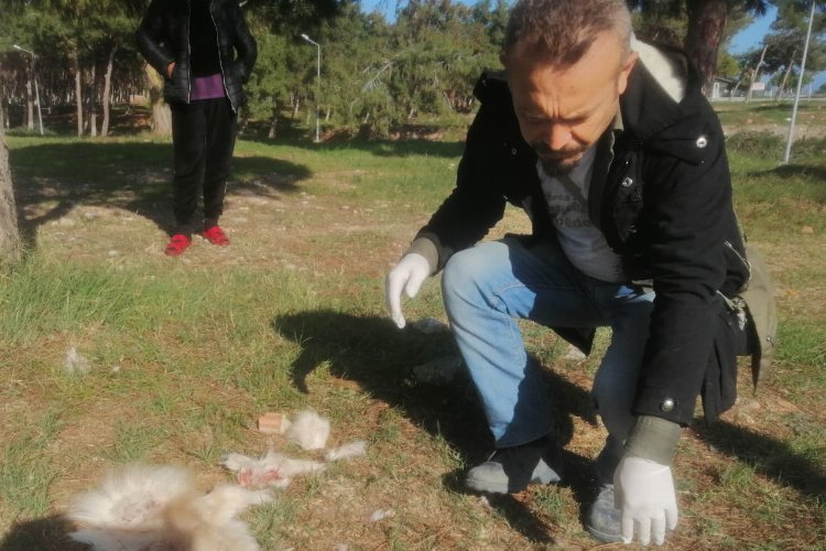 Didim’de köpek vahşeti