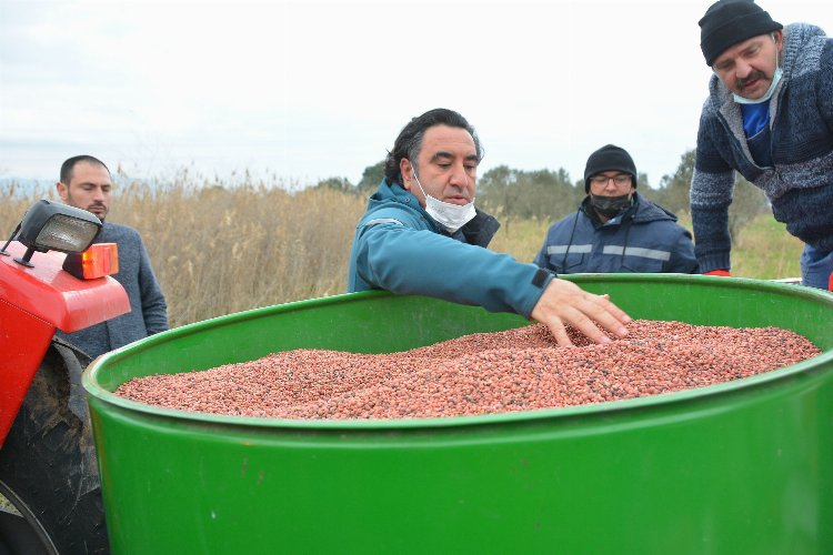İzmir Aliağa’da hayvanlar için yem bitkisi dikildi