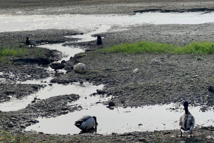 Cargill Bursa’da hem çevreyi, hem doğal yaşamı kuruttu! (Özel Haber)