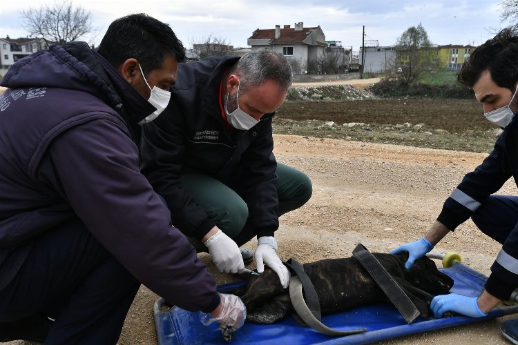 Bursa Osmangazi’de sahipsiz ve yasaklı köpekler koruma altında