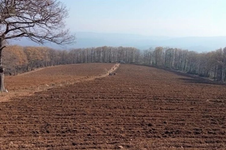 Bursa’da Mustafakemalpaşa ‘maviyemiş’ üssü olacak