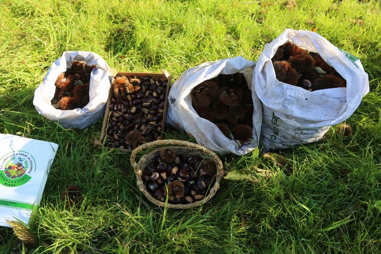 Bursa’da kestane hasadı başladı.. İnegöl ve Kestel’e kapama bahçeler yapılacak..