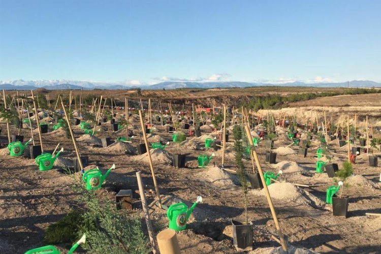 Coca-Cola’dan Türkiye’de 50 bin fidan bağışı
