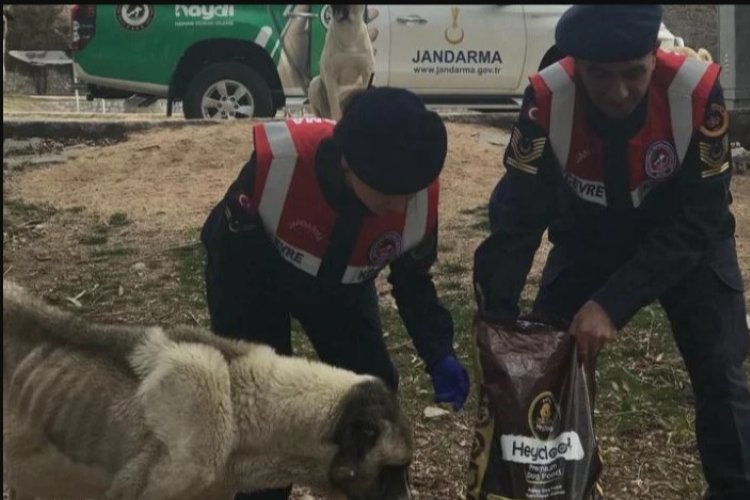 Jandarma sokak hayvanlarını besledi