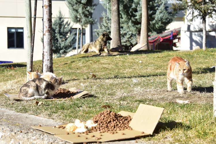 Malatya’da 25 ayrı noktada sokak hayvanları besleniyor