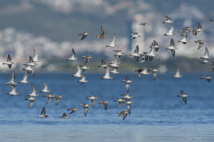 UNESCO mirası Gediz Deltası’nda 65 farklı su kuşu