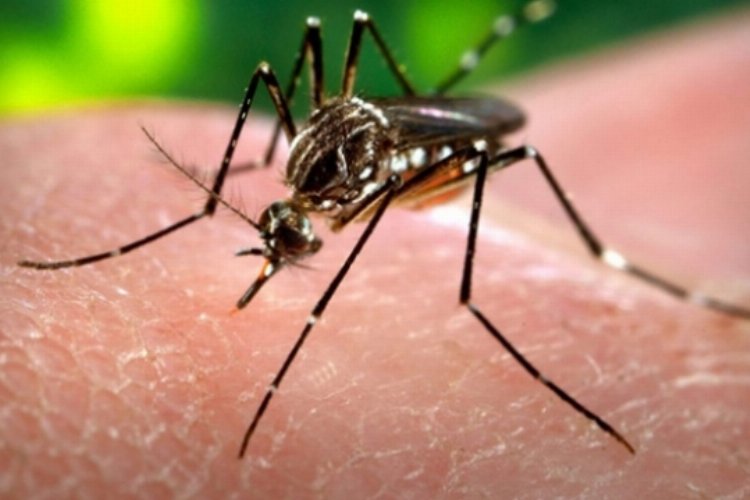 Zika virüsü Hindistan’da yayılıyor