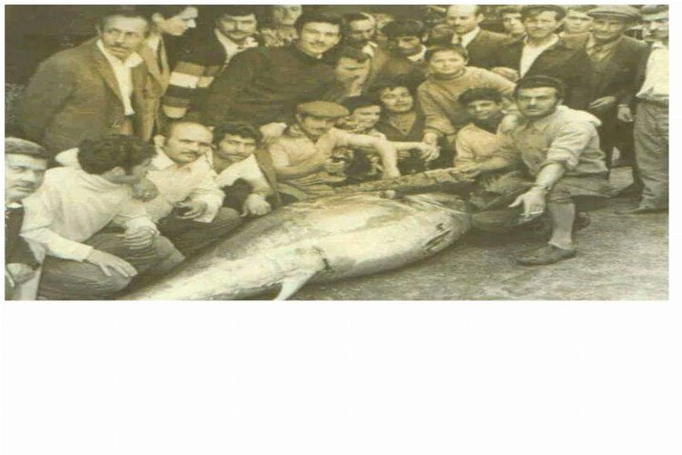 İzmit Körfezi’nde 50 yıl sonra orkinos